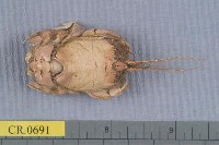 藏品(東方管須蟹)的圖片